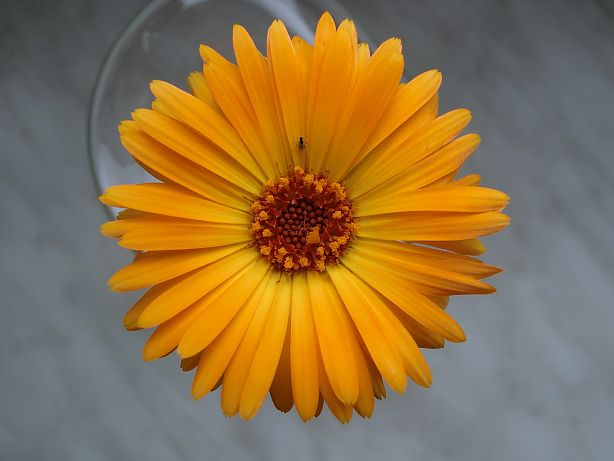 Blume mit Insekt